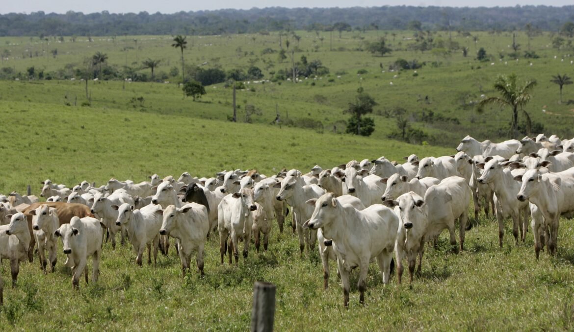 Brasil: 12% mais gado que população e 305 ovos por pessoa; confira os dados do agronegócio.