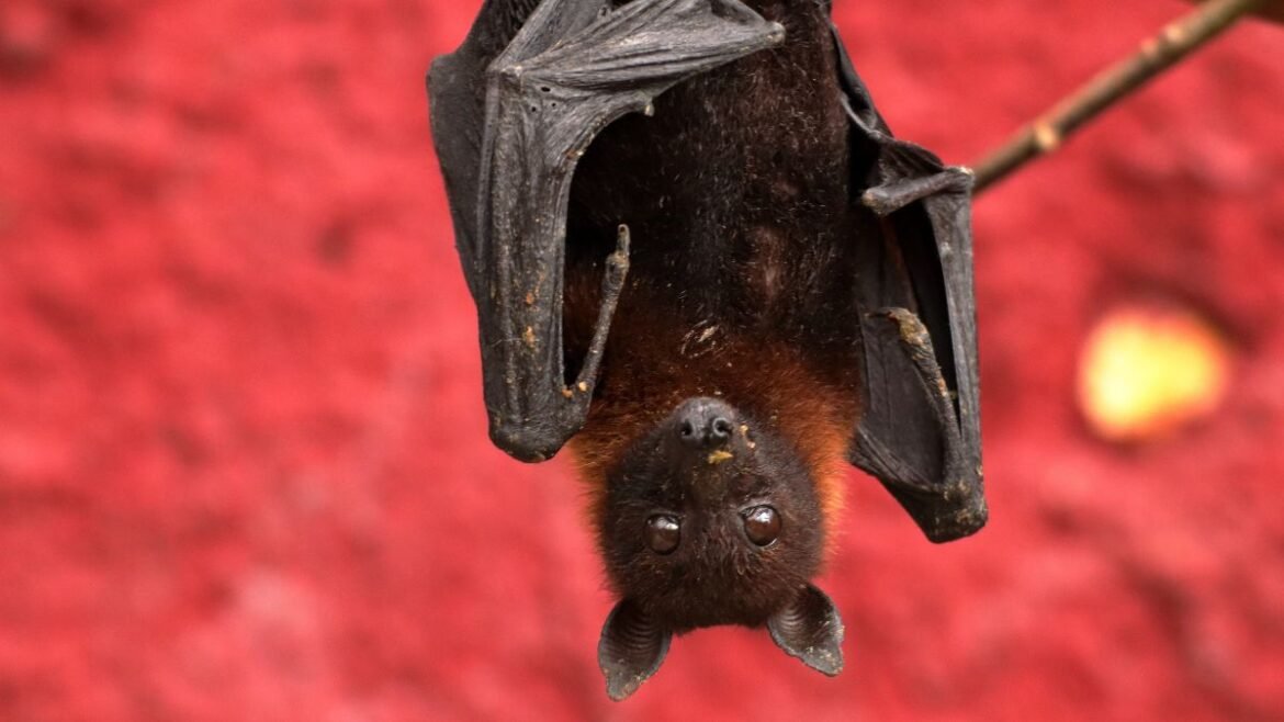 Estudos que resultaram no Prêmio Ig Nobel 2025 no Brasil.