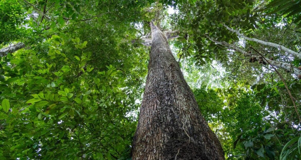 O Fundo Florestas Tropicais para Sempre (TFFF) na COP30 e a regulamentação da Lei de PSA.