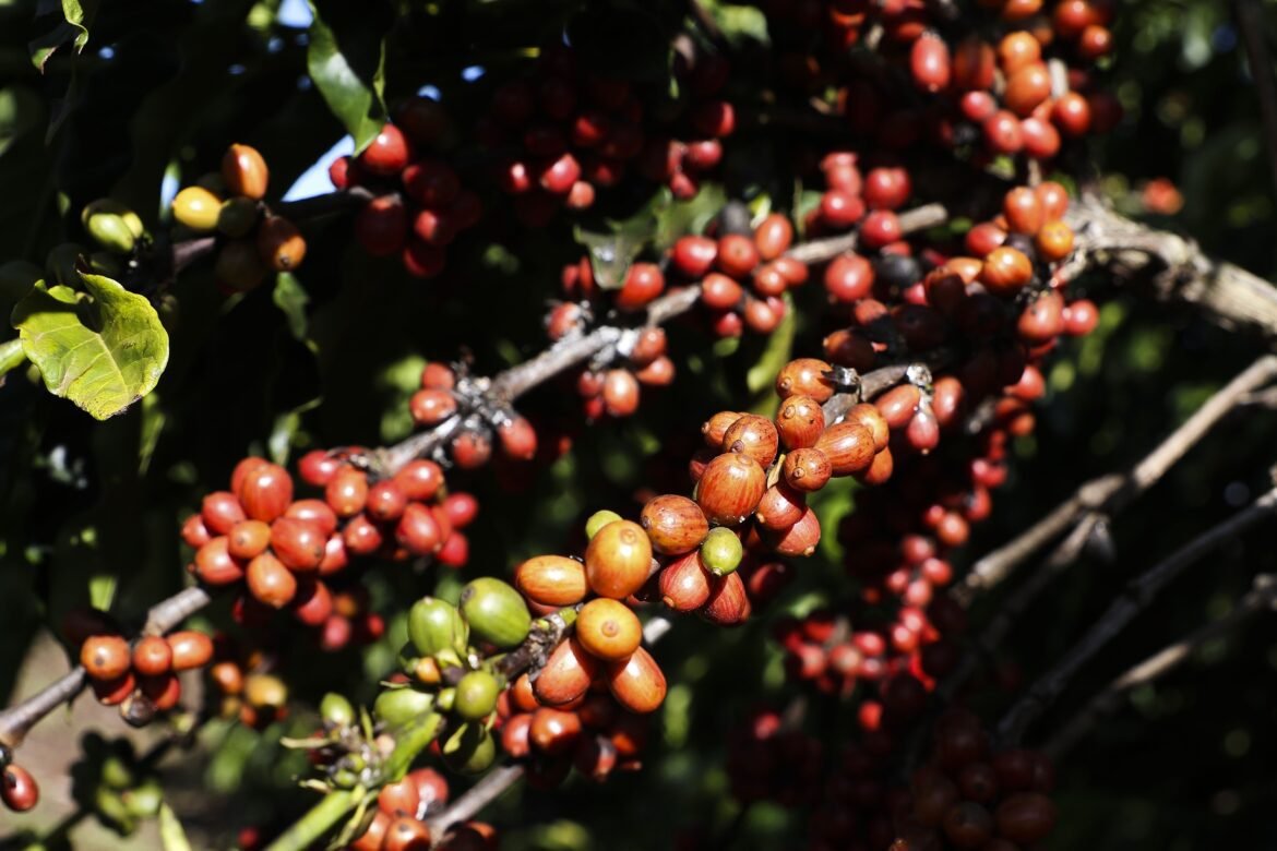 Tarifaço: Brasil comemora redução parcial, mas café e cacau permanecem expostos a riscos