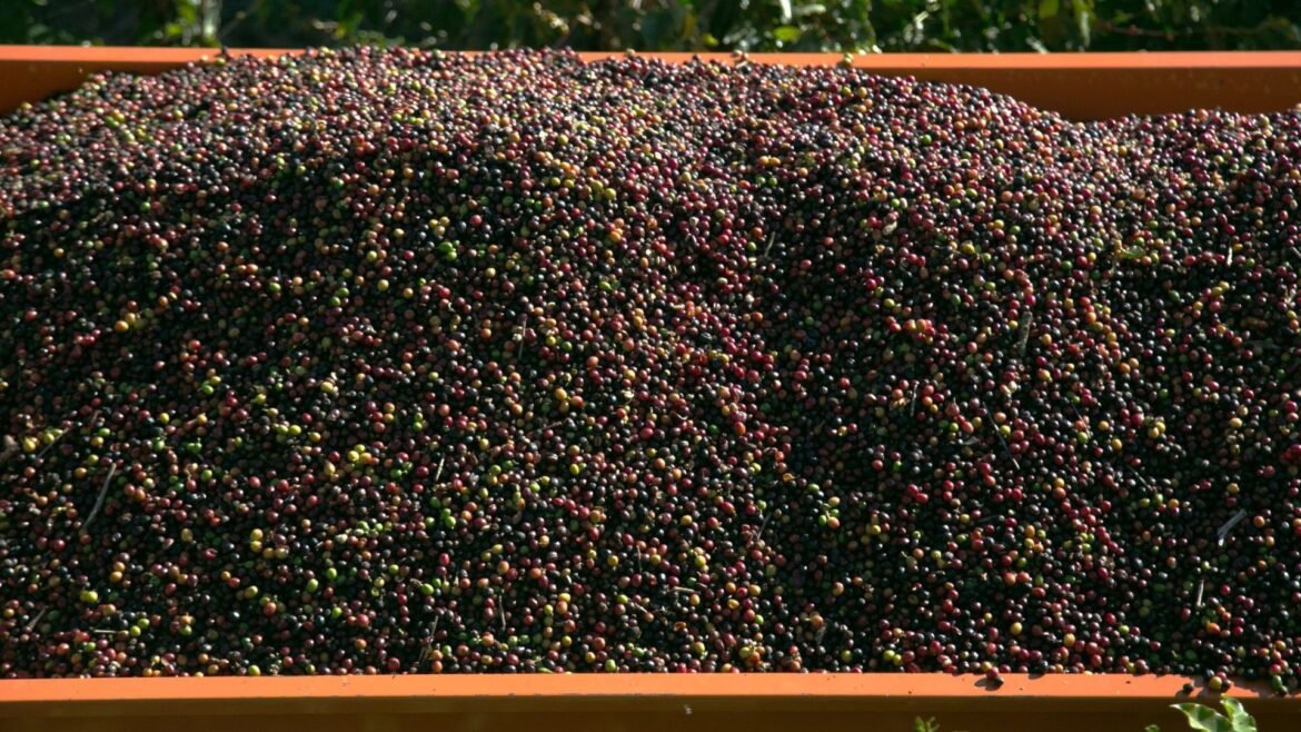 Após o aumento das tarifas, importações de café brasileiro pelos EUA despencam em um ano.