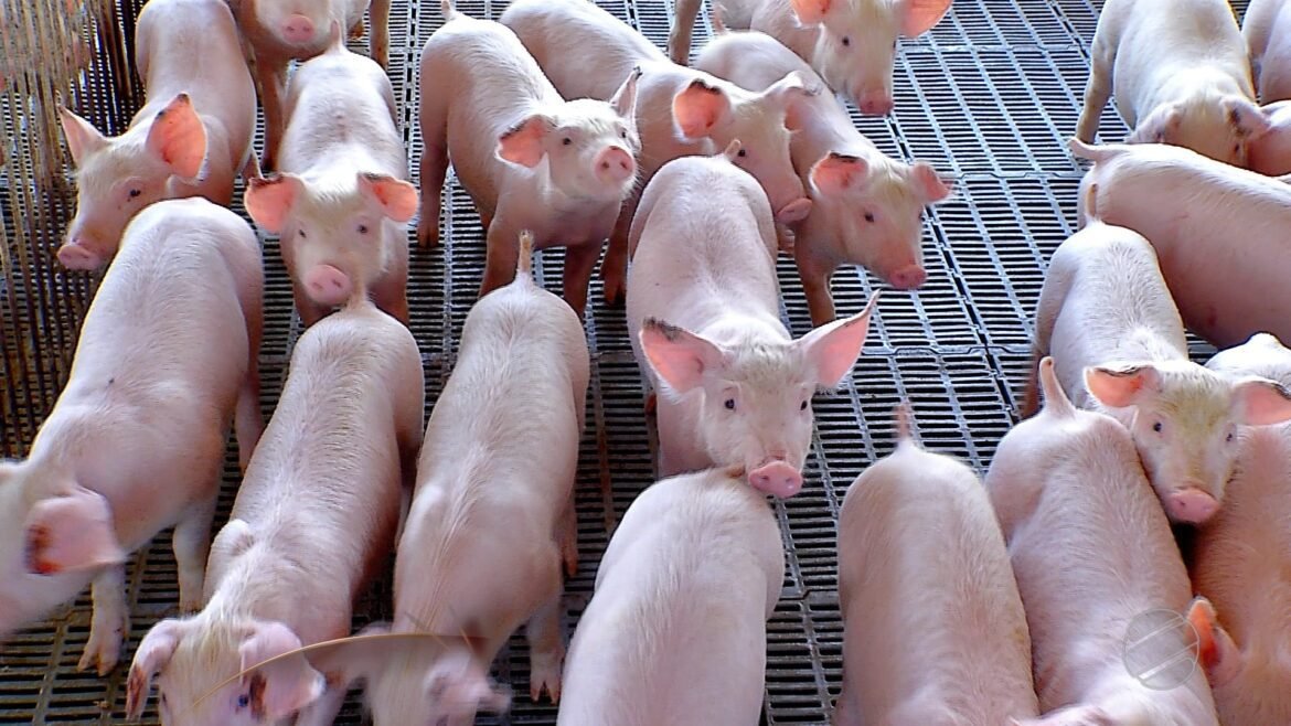 Carne Suína: Retorno da Competitividade Após Eclosão de Gripe Aviária