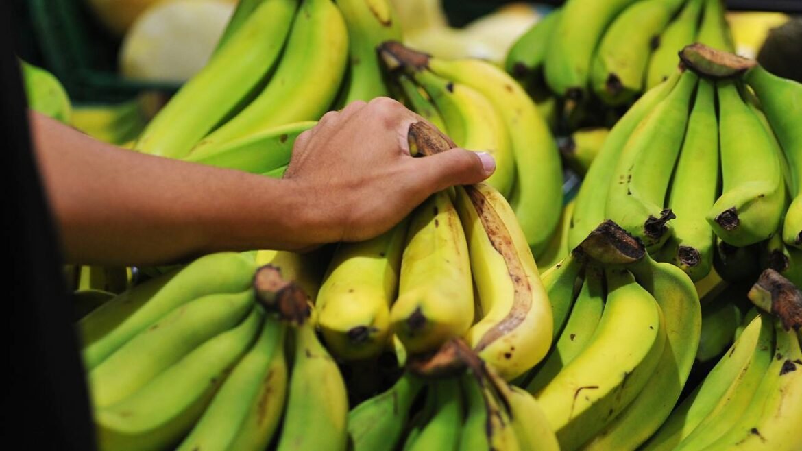 Deputada do PL busca proibir a importação de bananas no Brasil.