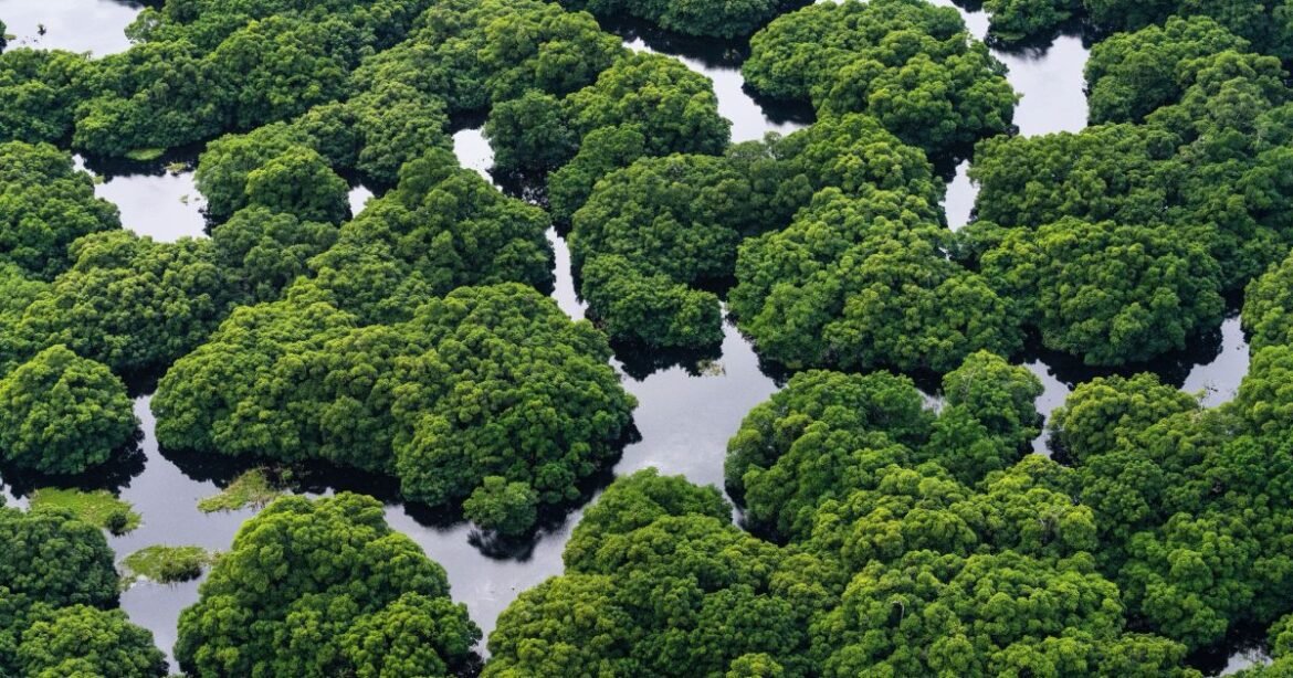 Fazenda assegura que o Banco Mundial será o administrador do Fundo de Florestas Tropicais.