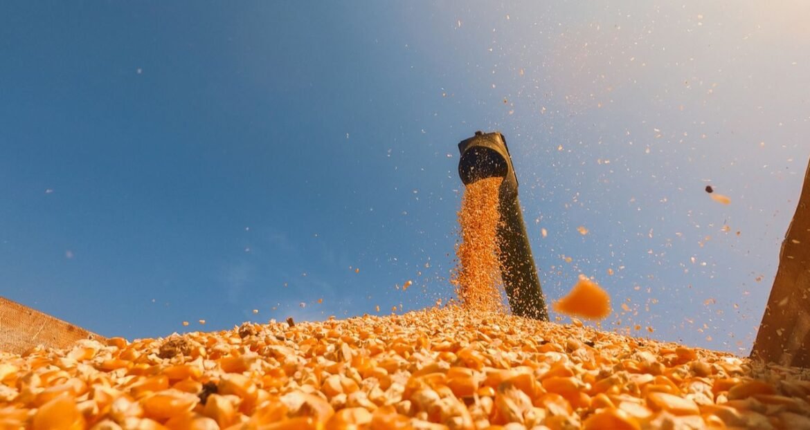 Mato Grosso investiga uso ilegal de madeira nativa na produção de etanol de milho