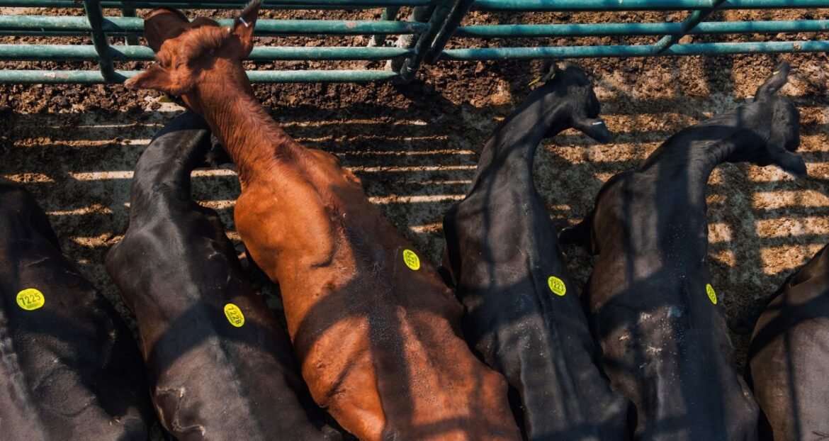 Queda no preço do gado nos EUA devido a preocupações com a pressão de Trump para reduzir valores