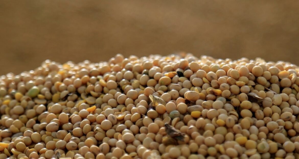 Soja alcança o maior preço em um mês devido ao otimismo nas relações comerciais entre EUA e China.