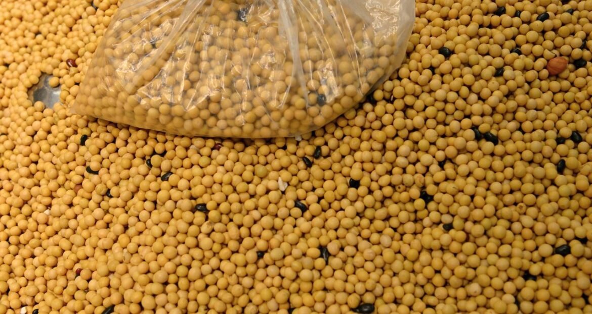 Soja atinge maior valor em 4 meses em Chicago com expectativa de acordo comercial entre EUA e China