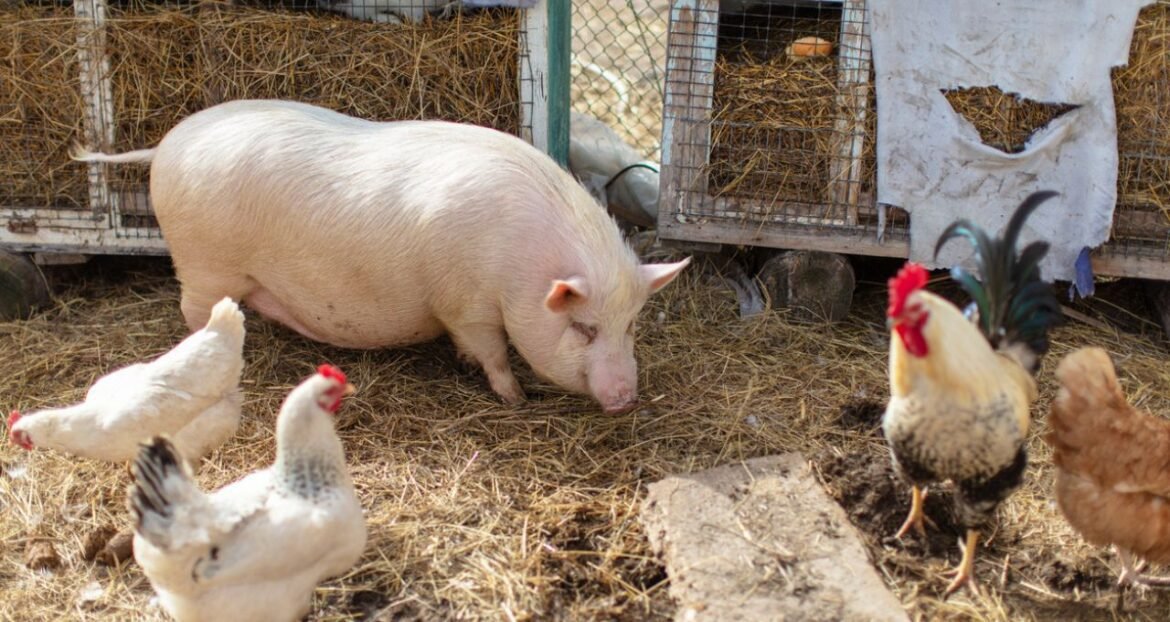 2026: Expectativa de Aumento na Oferta de Frango e Crescimento das Exportações de Carne Suína no Brasil