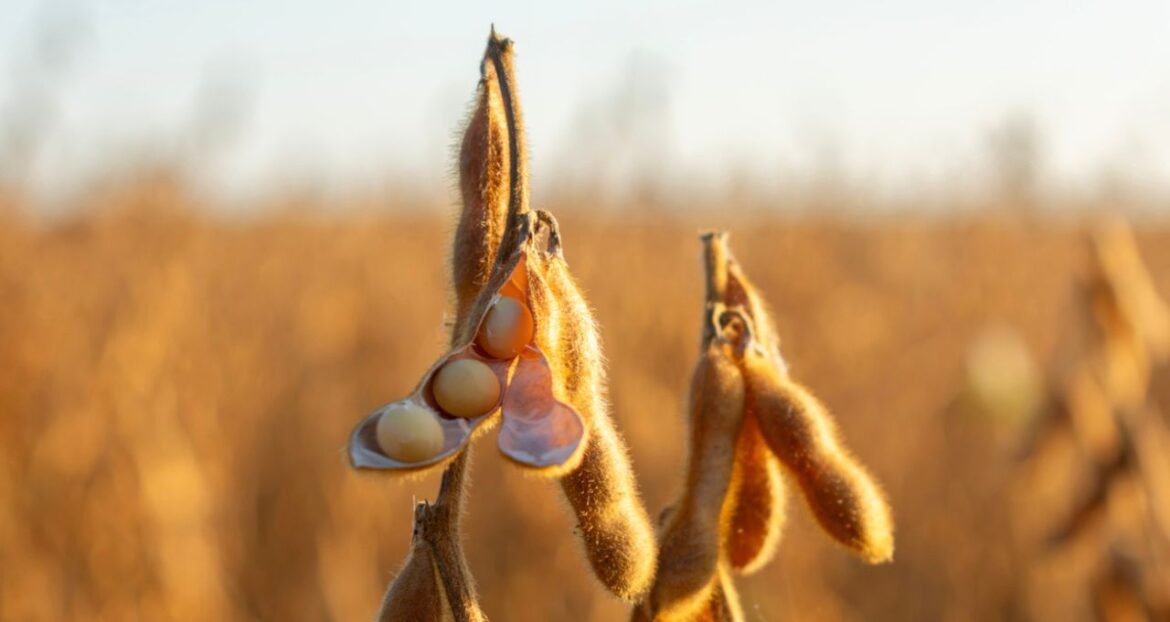 Acordo entre EUA e China provoca aumento da volatilidade no mercado global de soja