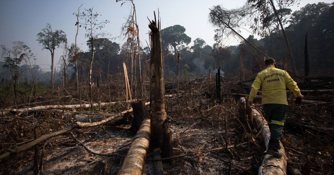 COP30: Governo e BNDES lançam iniciativa para combater o desmatamento