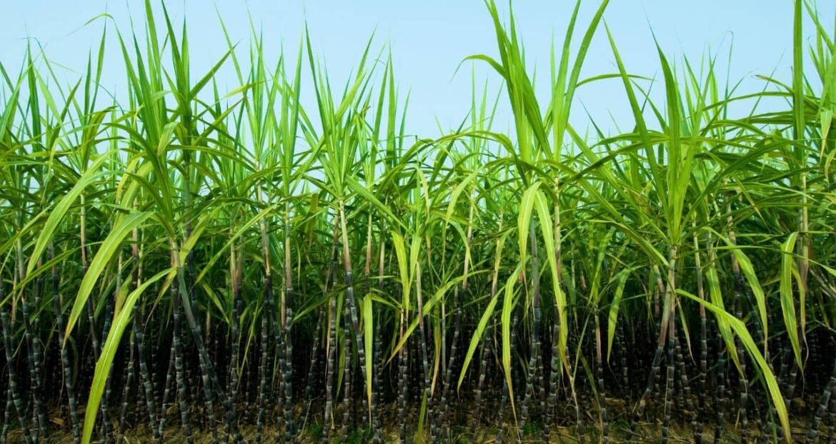 Produtores de cana no Brasil enfrentam pressão devido à queda nos preços, afirma Orplana.