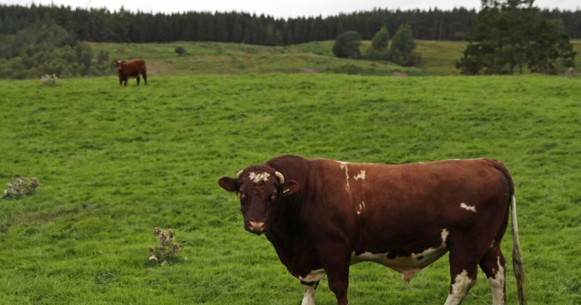 Abrafrigo: Exportação de Carne Bovina Pode Alcançar Recorde em 2025