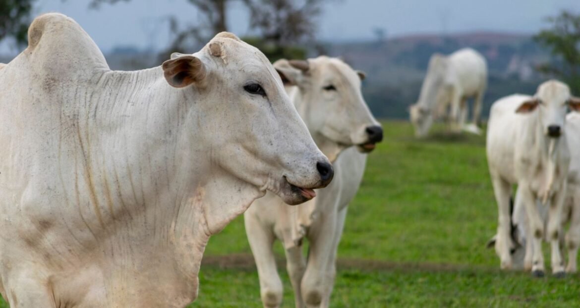 Abrafrigo estima uma perda de até US$ 3 bilhões para o Brasil em 2026 devido a salvaguardas da China.