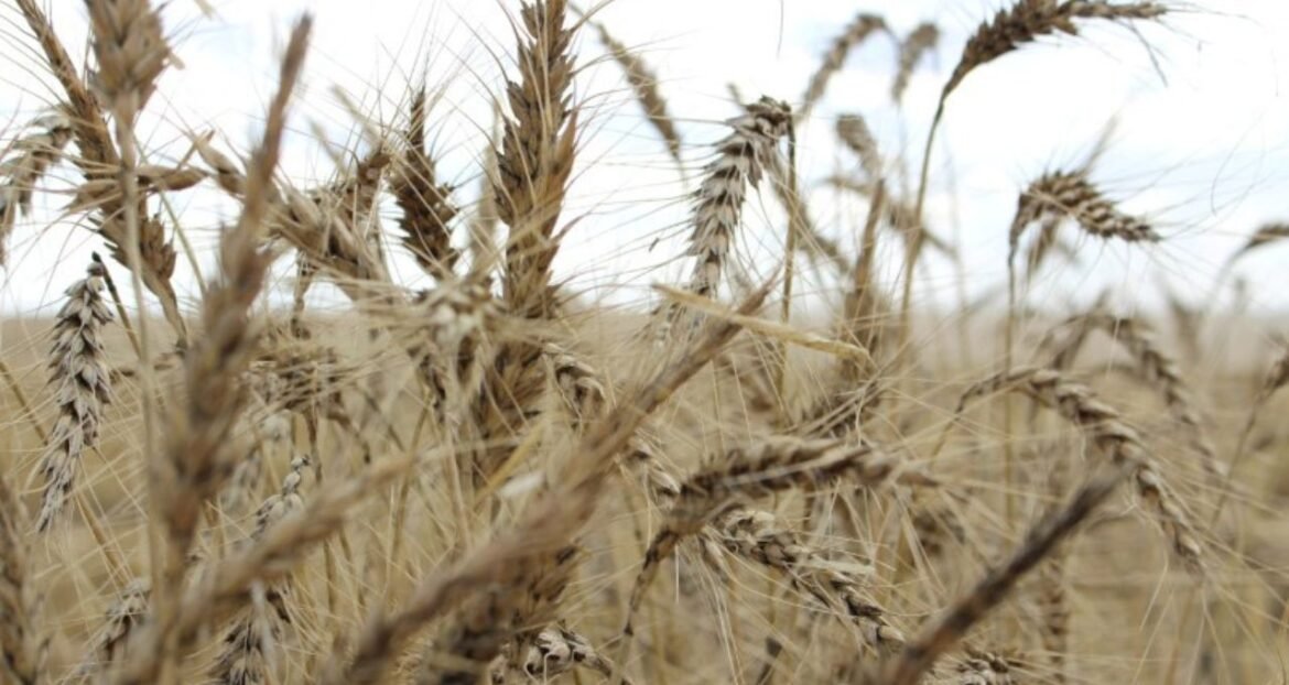 Agricultores argentinos colhem os últimos campos de uma temporada histórica de trigo