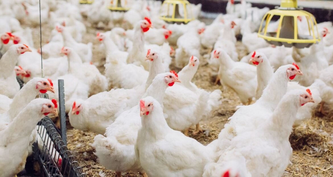 Canadá retoma as importações de frango do Brasil após surto de gripe aviária