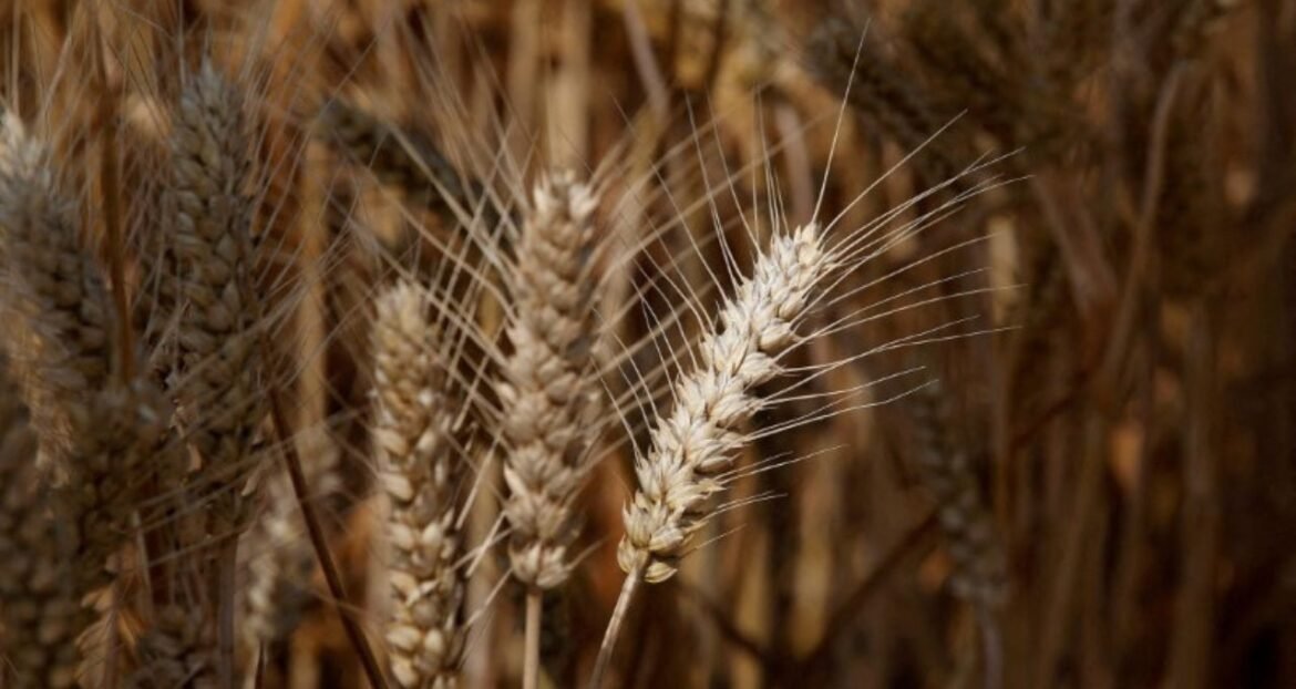 Milho em Chicago recua devido à pressão do trigo argentino acessível para ração.