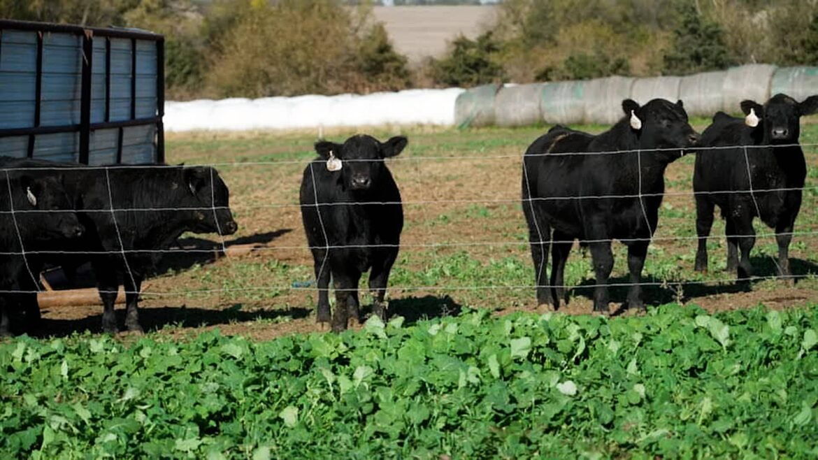 Os preços da carne bovina estão nas alturas. Entenda por que isso é difícil de resolver.