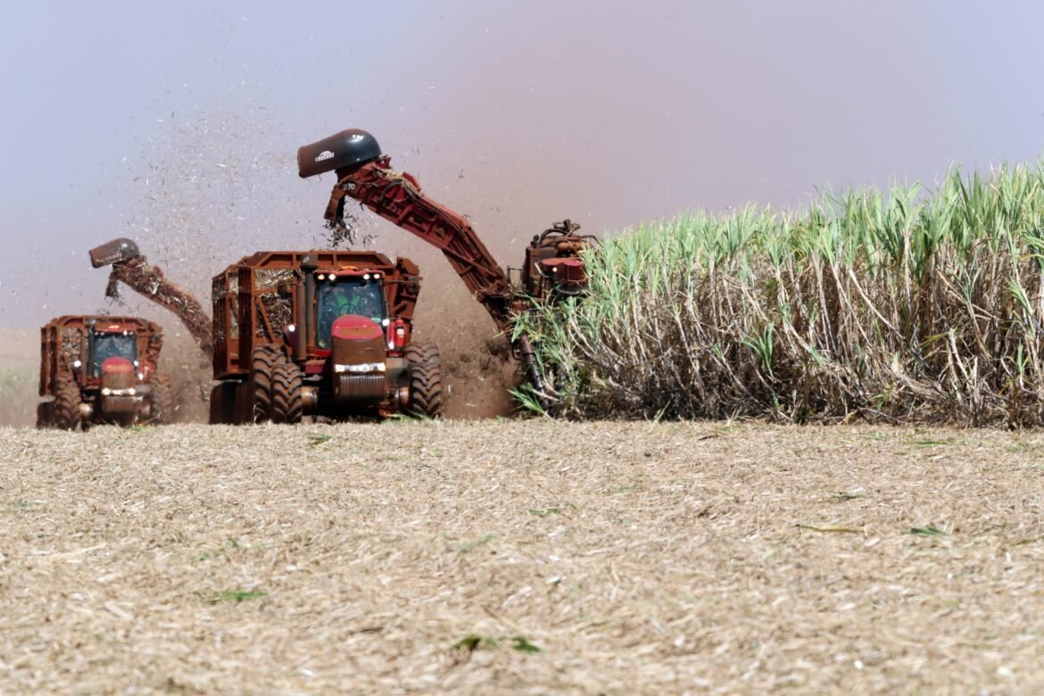 Produtividade da cana-de-açúcar do Centro-Sul registra queda de 4,9% na safra 25/26, segundo CTC