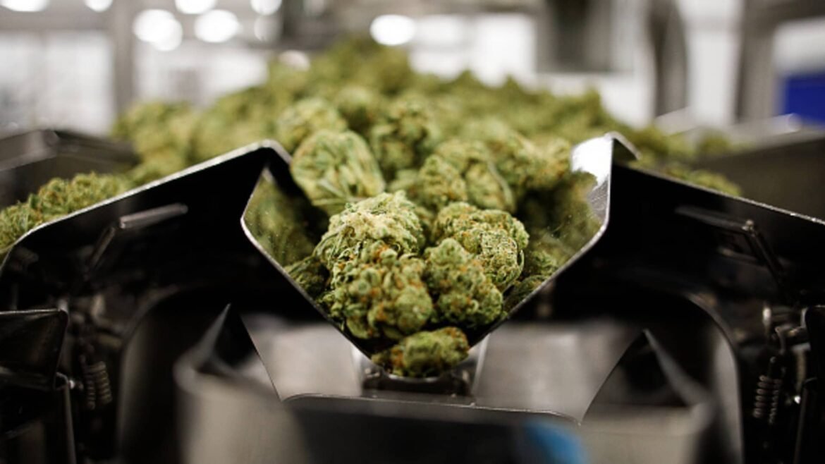 Um especialista em investimentos em cannabis acredita que o setor continuará em ascensão.