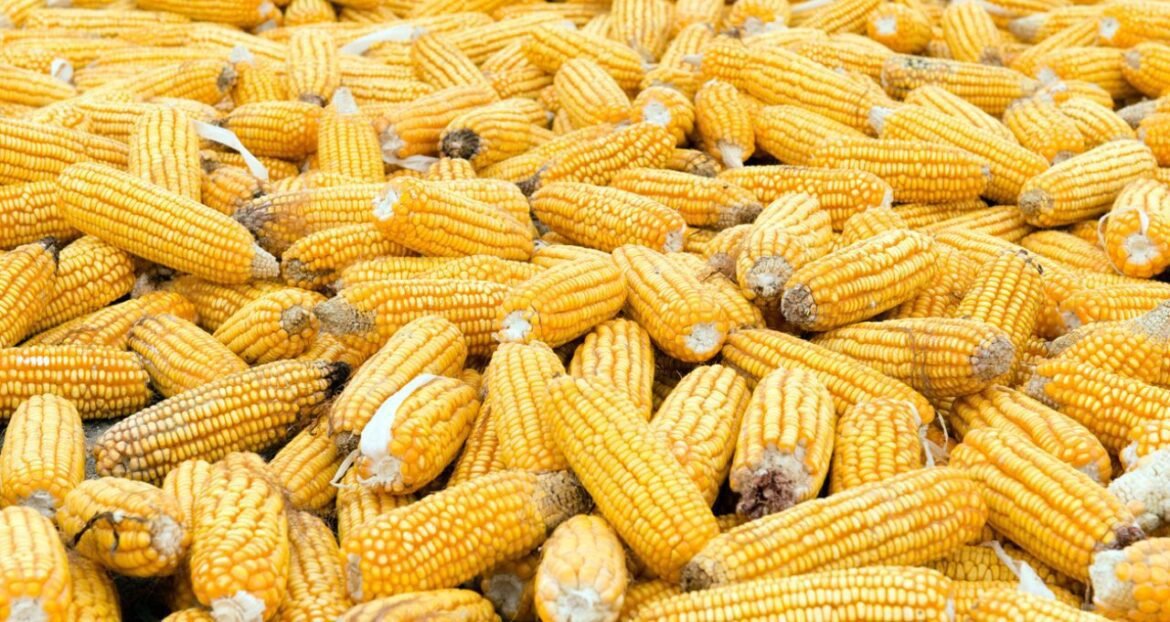 Etanol de milho gera preocupações em um ano desafiador para usinas; é viável aumentar a produção de açúcar?