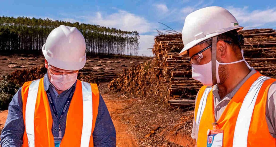 Jatobá Florestal, da Dexco (DXCO3), garantirá R$ 200 milhões de investimento