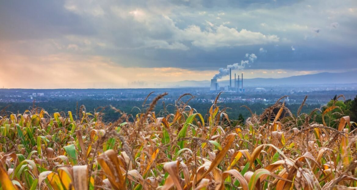 O Etanol de Milho Chegou para Ficar: Oportunidades para o Setor de Cana