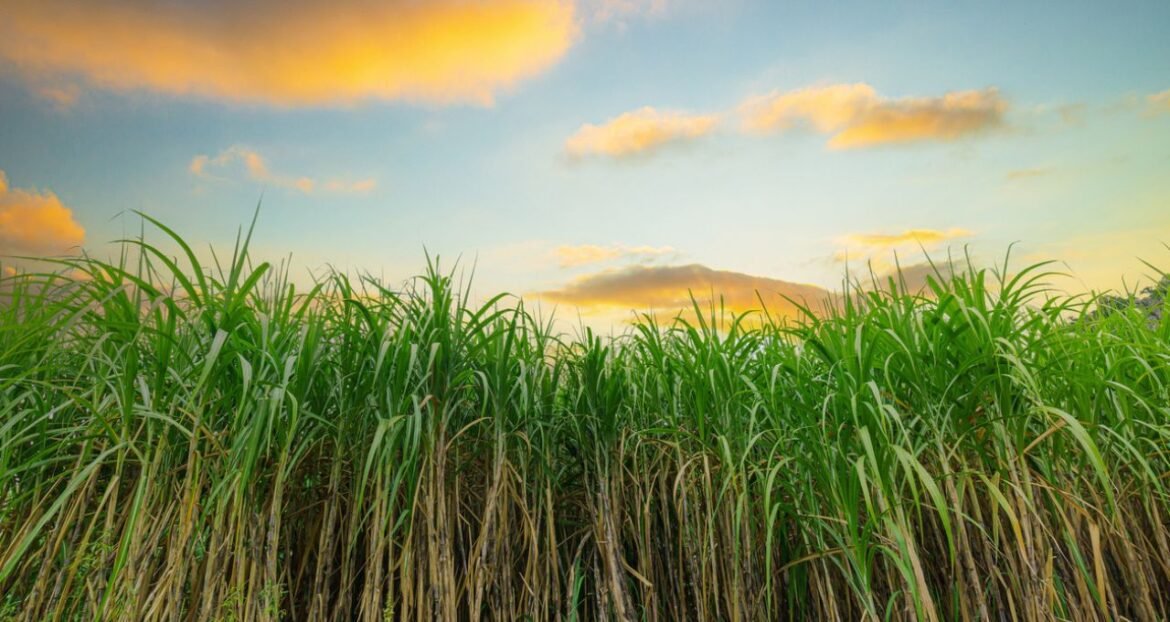 StoneX revisa para baixo a expectativa de produção de açúcar no centro-sul para 2026/27 e aumenta a previsão de etanol.