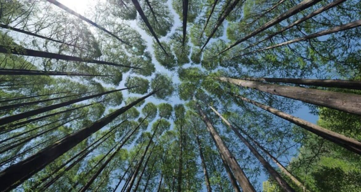 Terceiro leilão do Eco Invest atrai R$ 53 bilhões em investimentos sustentáveis, segundo o Tesouro.