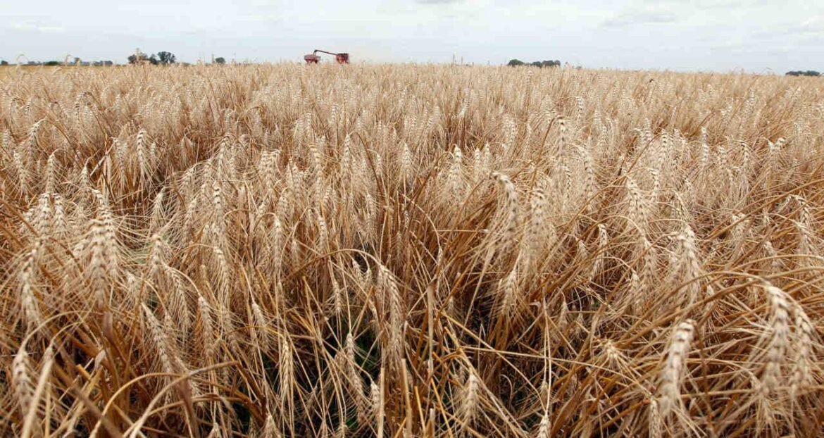Trigo desvaloriza após atingir pico de 6 semanas devido a temores sobre safras nos EUA e na Rússia