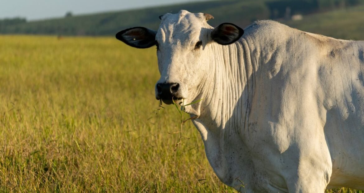 Governo analisa sistema de controle para exportação de carne bovina à China