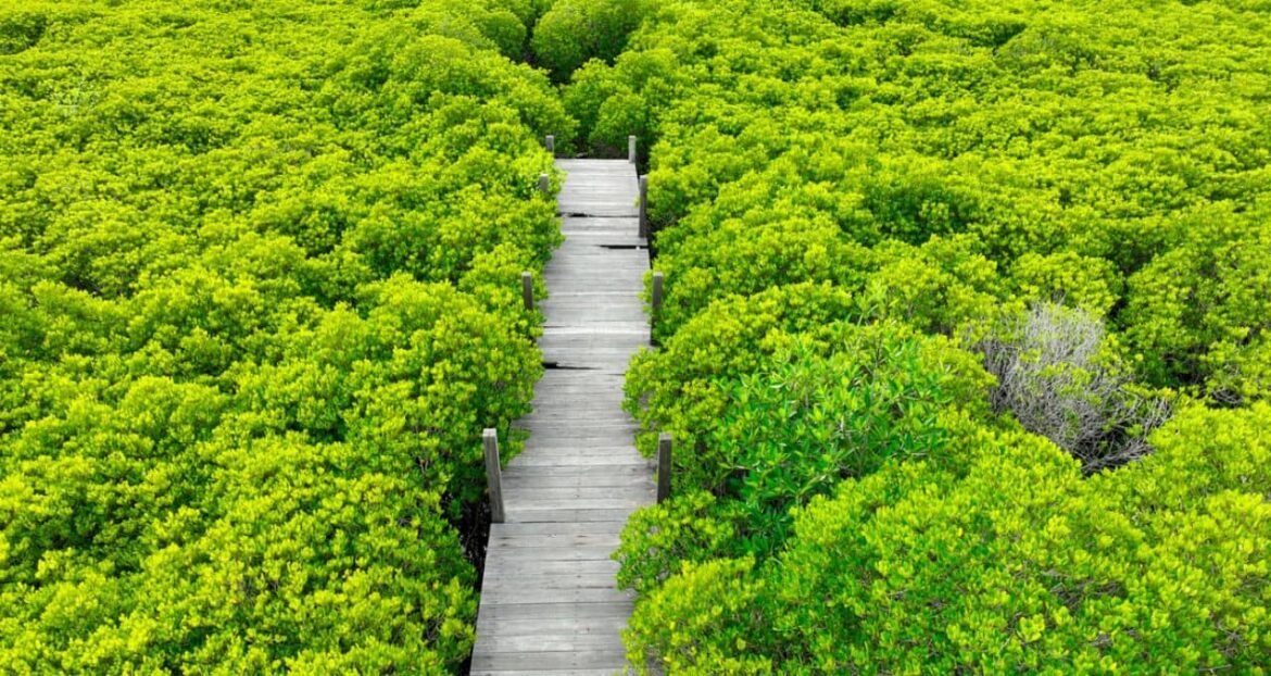 Por que o modelo brasileiro é mais estável que o americano