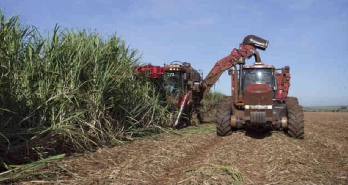 São Martinho (SMTO3) registra lucro de R$ 424 milhões no 3T26, mas Ebitda e receita apresentam queda.