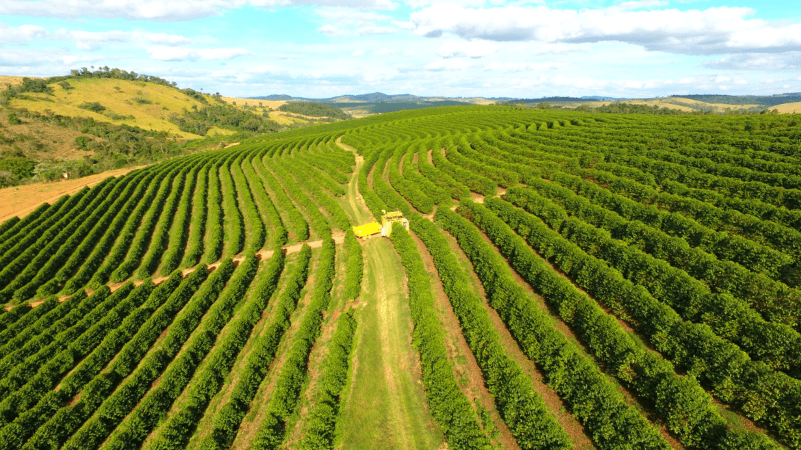 Café: USP destaca vantagens das chuvas para o aumento da produção e reforça possibilidade de safra histórica.