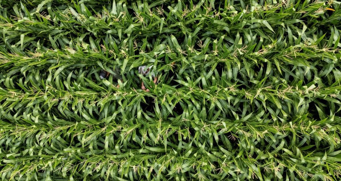 França oferece suporte aos agricultores frente ao aumento dos custos de combustíveis e fertilizantes.