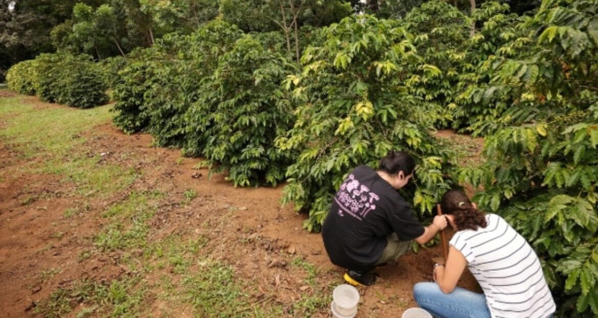 O café pode ser o novo cacau? Há quem acredite que o valor do grão também cairá.