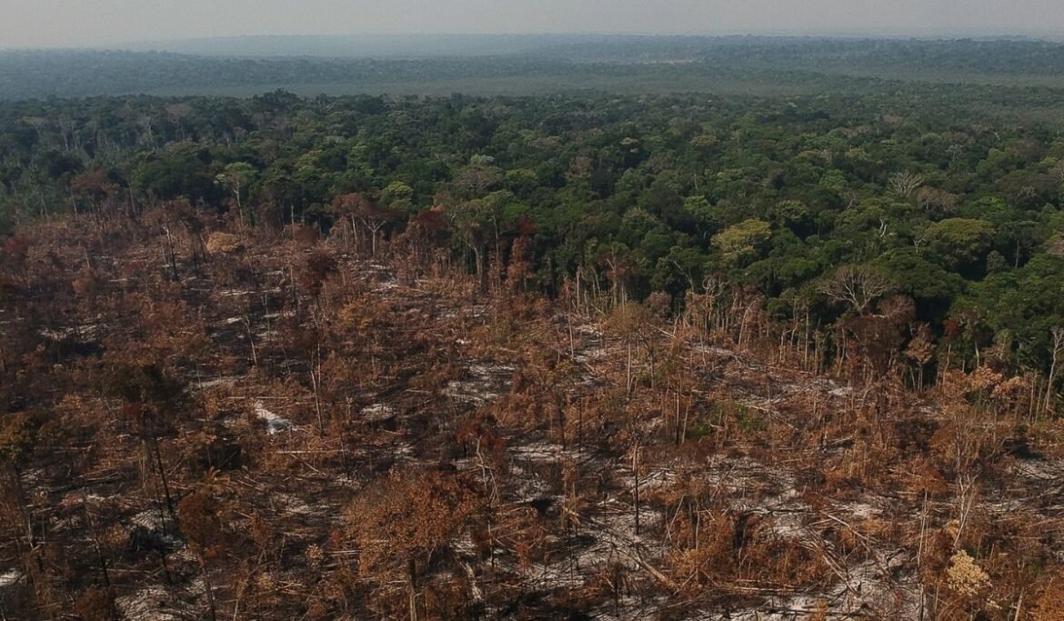 Produção de carne bovina contribui com 40% da destruição florestal relacionada ao agronegócio; Brasil está no topo do ranking.