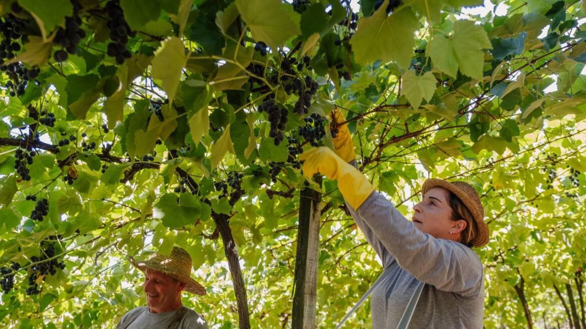 Vinícola Aurora alcança safra histórica com 93 milhões de quilos de uva colhidos