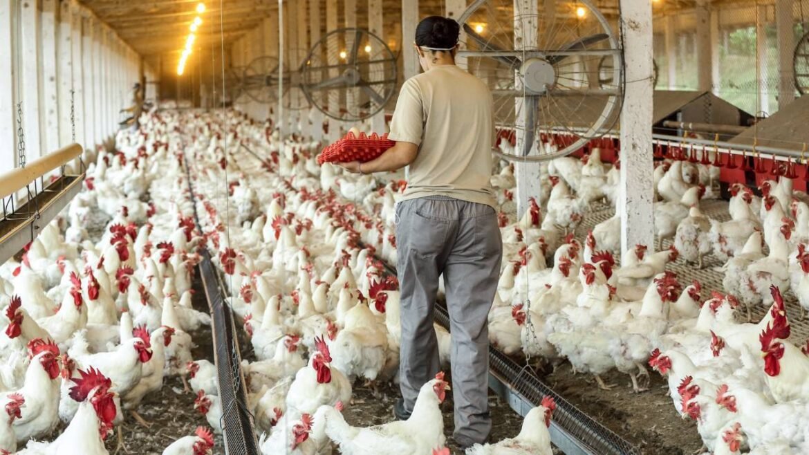 MBRF aumenta em 100% as vendas de frango para a Arábia Saudita e faz sua estreia no setor de carnes.