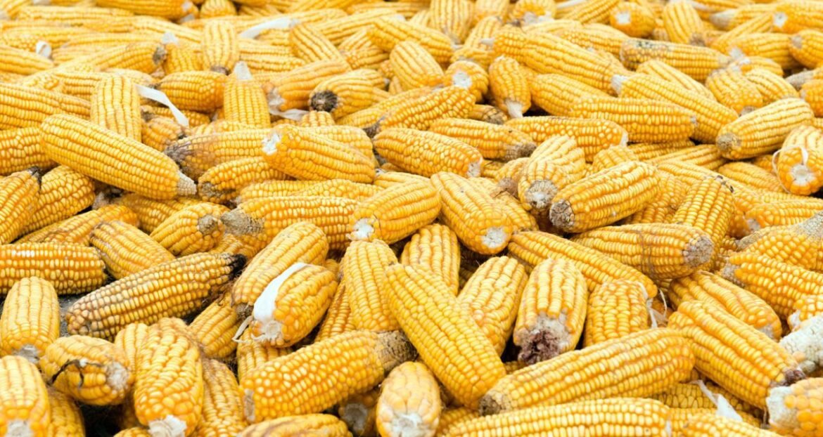 Milho encerra em alta impulsionado pelo petróleo e expectativas climáticas nos EUA