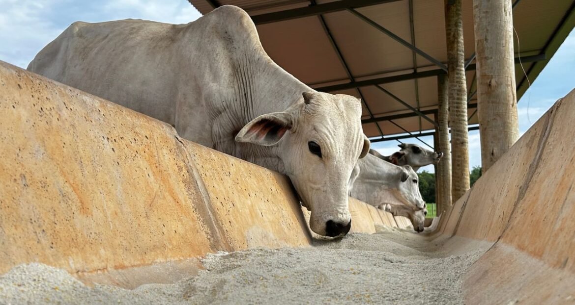Câmara aprova projeto que expande a variedade de produtos de alimentação animal no Programa de Venda em Balcão (ProVB)