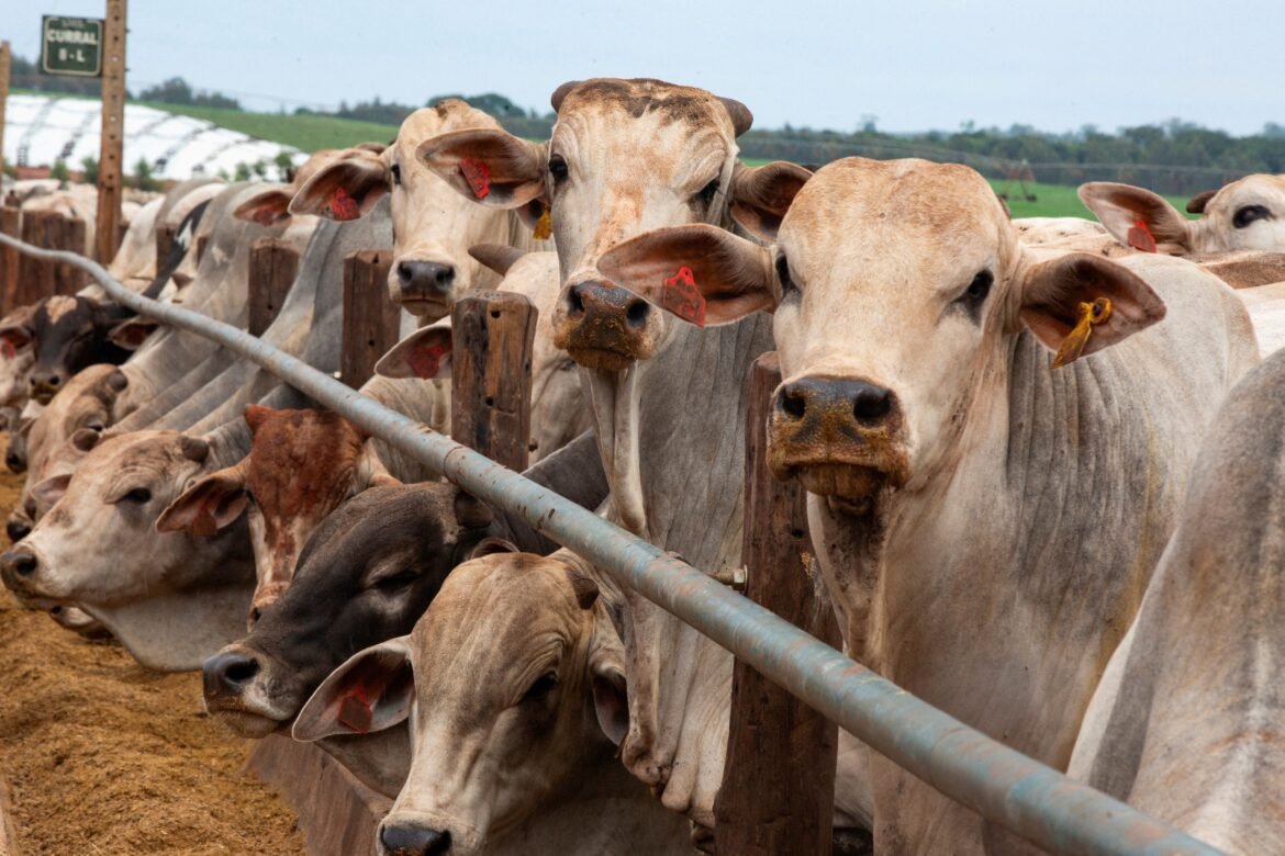China volta a importar carne bovina de três frigoríficos brasileiros após mais de um ano de suspensão.