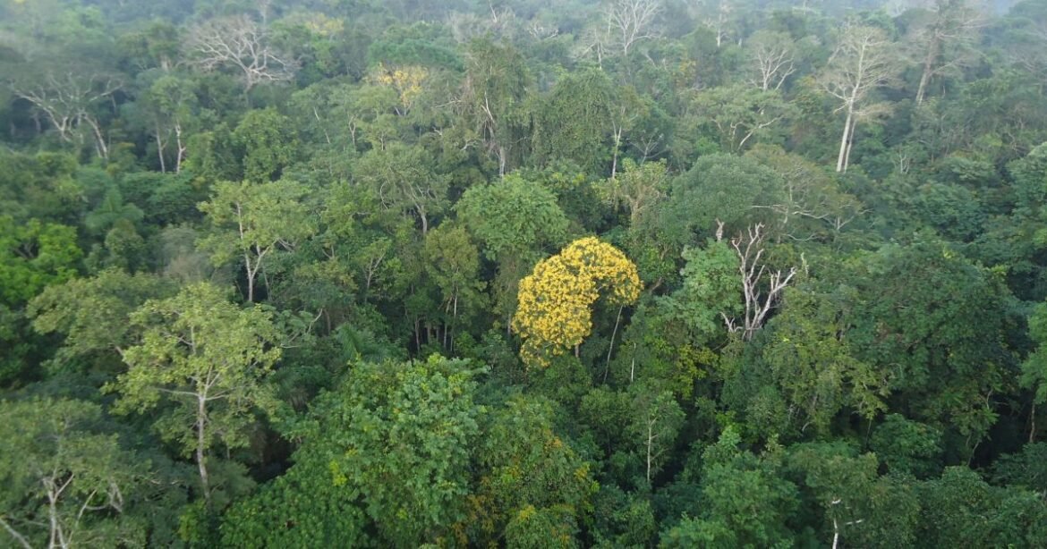 Como os novos hábitos dos chineses podem salvar a Floresta Amazônica