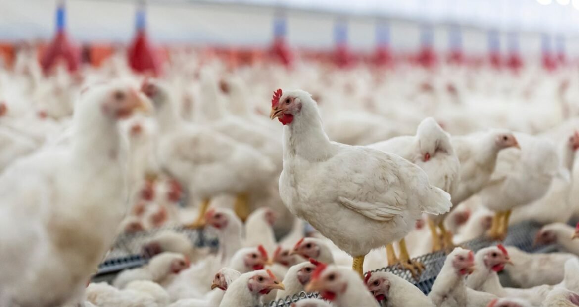 MBRF (MBRF3) sobe 3% com lançamento da Sadia Halal e IPO próximo; Safra aponta potencial de 75% para as ações