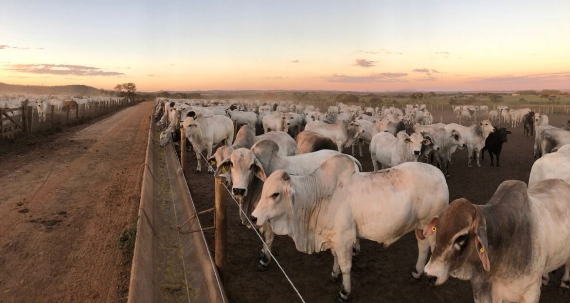 Berna em bovinos pode ter sido identificada no Texas, segundo o USDA