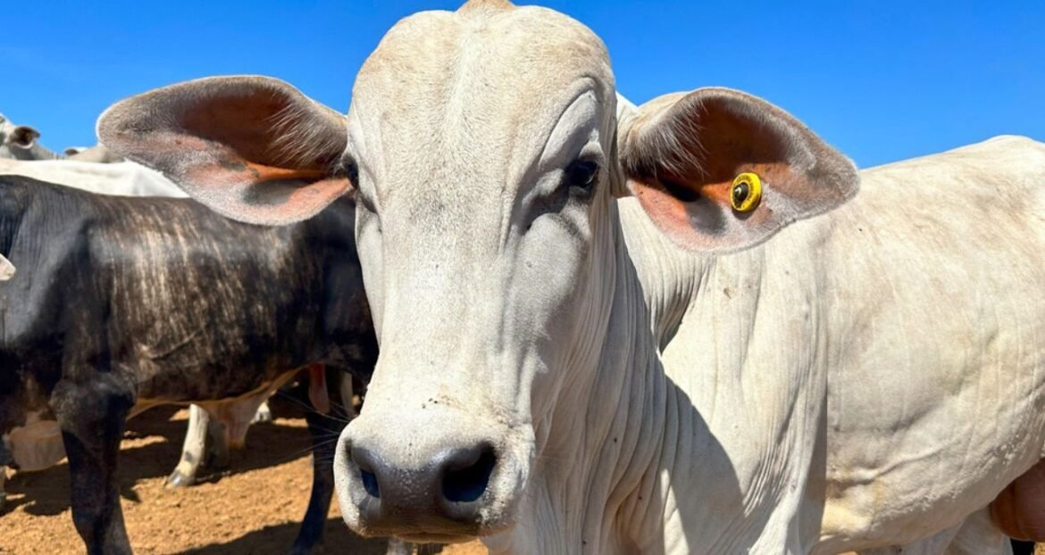 Brasil atinge 65,4% da cota de exportação de carne para a China em 2023