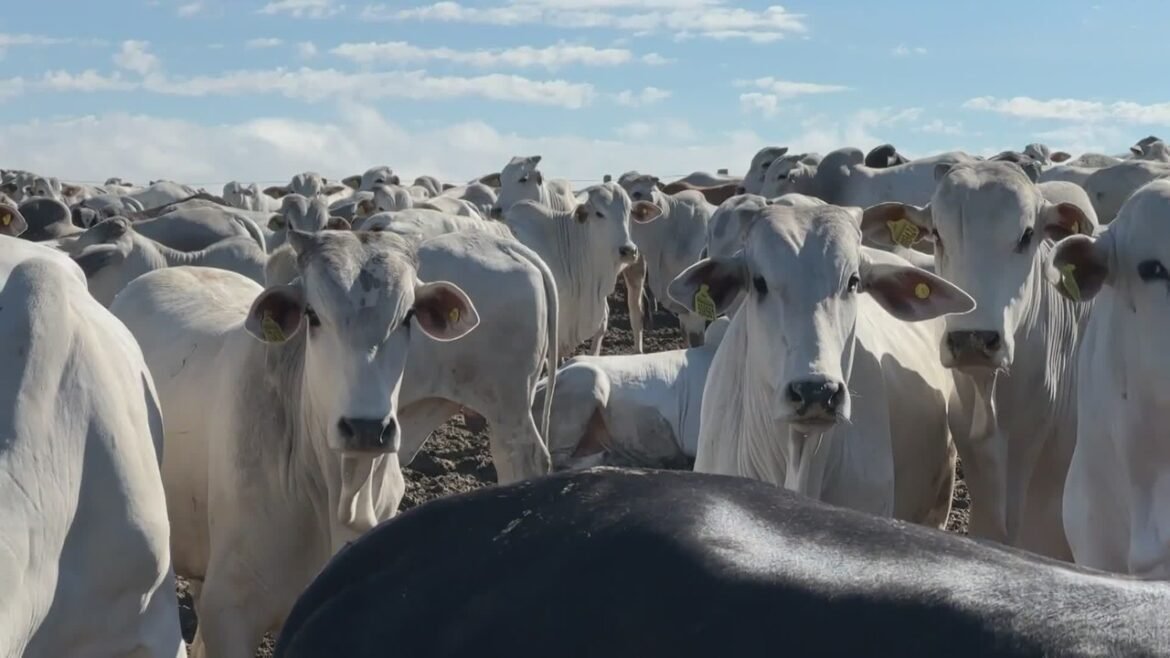 Brasil estabelece novo protocolo para retomar exportação de carne bovina para a União Europeia; descubra como funcionará.