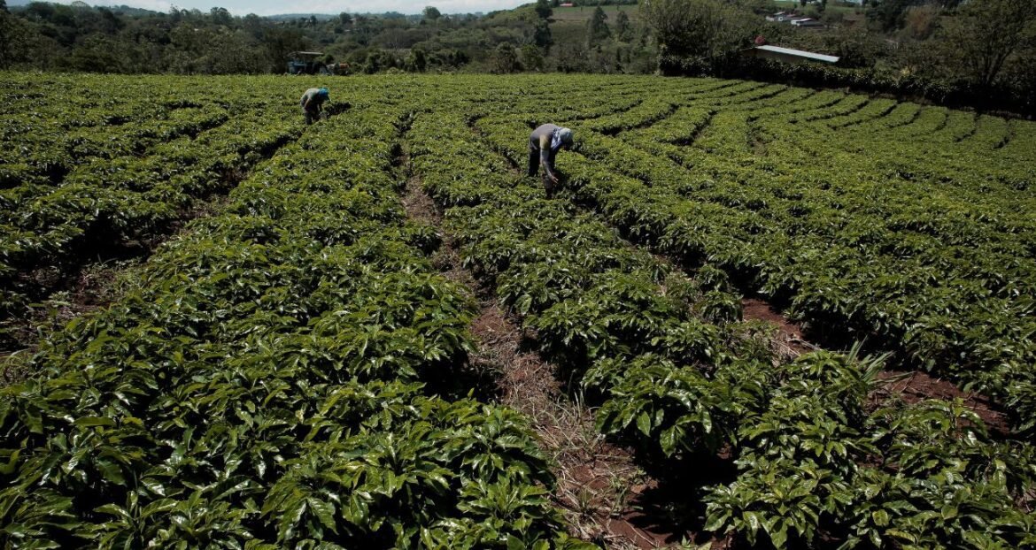Café do DF? Iniciativa na região de Brasília aposta na qualidade para rivalizar com o destaque do Sudeste.