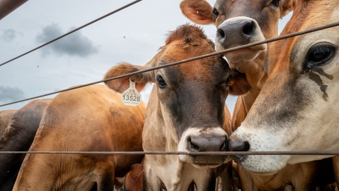 EUA confirma segundo caso de larva-da-carne no Texas