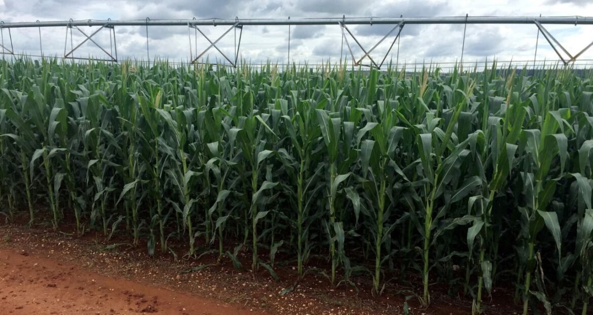 Lançamento do Plano Safra 2026/27 acontecerá na próxima terça-feira; Lula participará apenas da cerimônia voltada para a agricultura familiar.